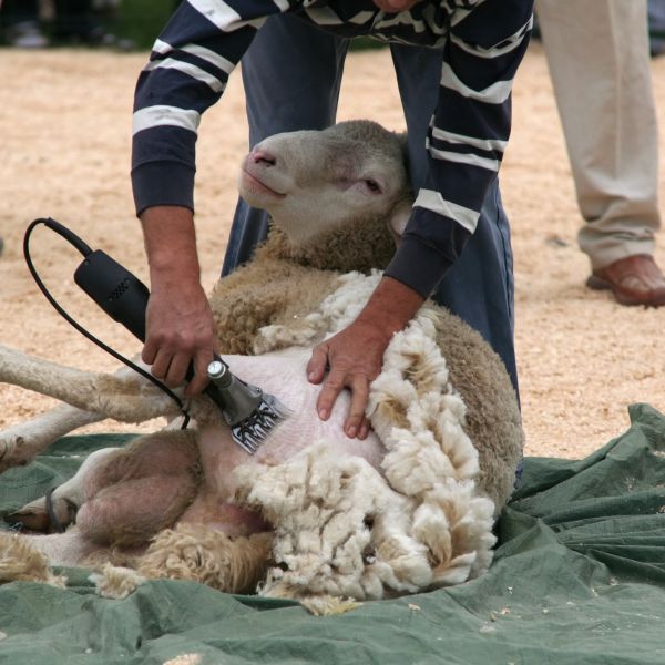 shutterstock_1791089